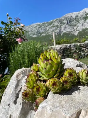 Pogled na planine ili pogled na planine iz apartmana
