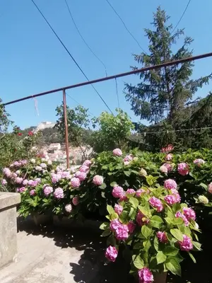 Vrt u objektu Guesthouse Bracanović