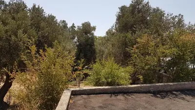 Priroda u blizini apartmana