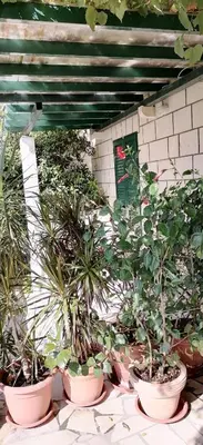 Vrt u objektu A2 Apartment FANI KANUN