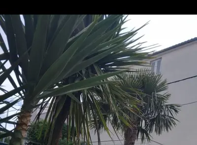 Tlocrt objekta Villa Marija