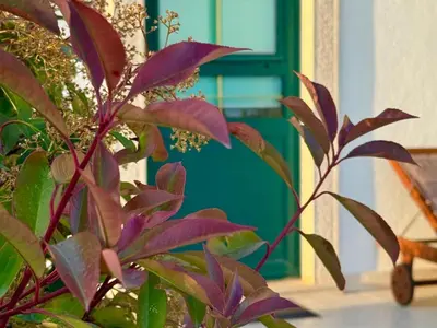 Vrt u objektu Holiday Home Oliva - Holiday House with Terrace and Sea View