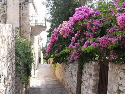 Vrt u objektu Apartments Mima Hvar