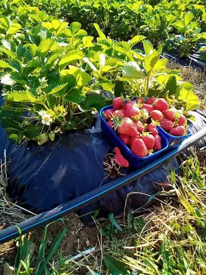 Tlocrt objekta Kuća za odmor Mirakul