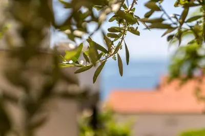 Priroda u blizini apartmana
