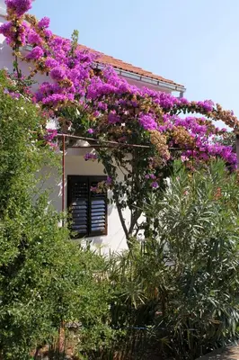 Vrt u objektu Apartments by the sea Basina, Hvar - 5700