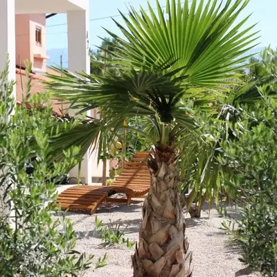 Apartment Miran