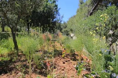Vrt u objektu Secluded fisherman's cottage Cove Ducac, Brac - 24291