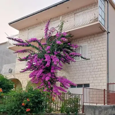 Podstrana Sea View Apartments