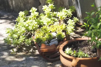 Vrt u objektu Stone cottage Lavandula