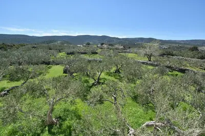 Priroda u blizini vila