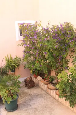 Vrt u objektu Apartments and rooms with parking space Ivan Dolac - Hvar - 8734