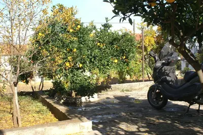 Vrt u objektu Apartments with parking space Supetar, Brac - 2956