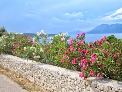 Priroda u blizini apartmana