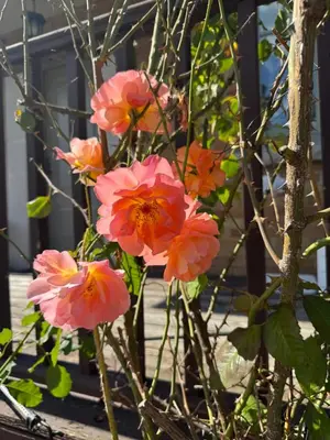 Vrt u objektu Studio Apartment Rose