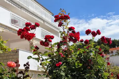 Vrt u objektu Apartments with a parking space Hvar - 5719