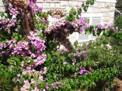 Vrt u objektu Apartment Slavica