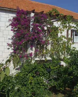 Vrt u objektu Apartment Postira 740b