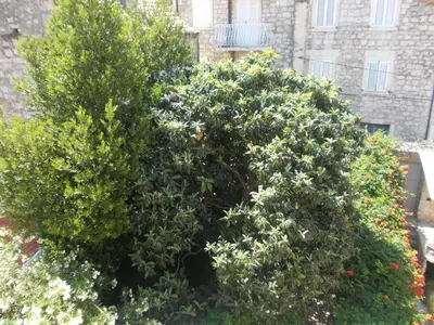 Vrt u objektu Takoma Hvar