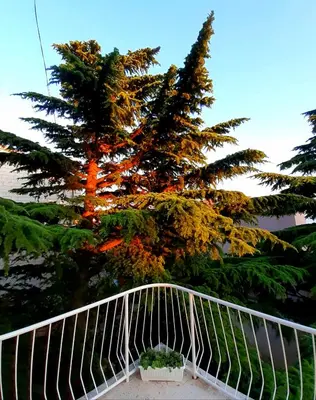 Vrt u objektu Villa Libe
