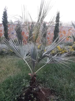 Vrt u objektu Palm paradise