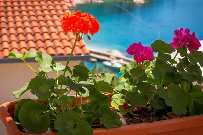 Vrt u objektu Apartments and rooms by the sea Brela, Makarska - 13118