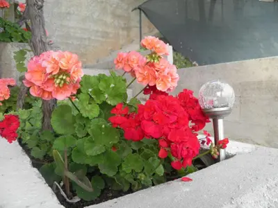 Vrt u objektu Apartments with parking space Brela - Makarska - 11687