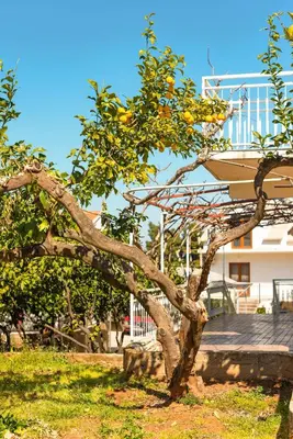Vrt u objektu Apartments with parking space Jelsa, Hvar - 13513