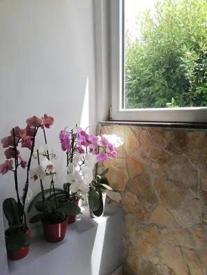 Vrt u objektu Apartman Danći