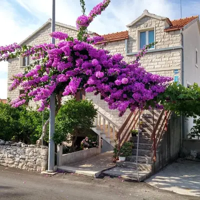 Vrt u objektu Apartments with parking space Supetar, Brac - 14720
