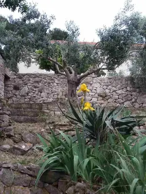 Vrt u objektu Apartments by the sea Hvar - 15401