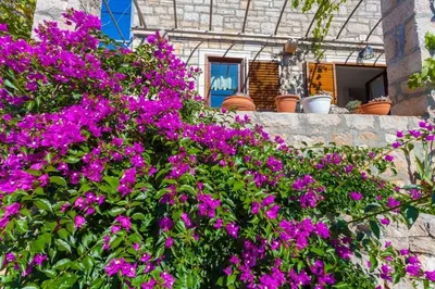 Vrt u objektu Holiday house with a parking space Lozisca, Brac - 15444