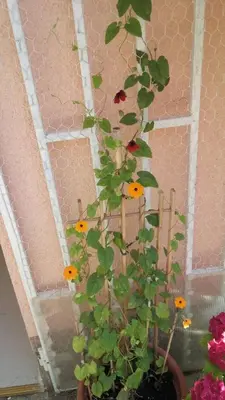 Vrt u objektu Apartmani Isabella