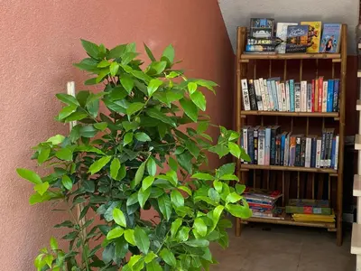 Knjižnica u apartmanu