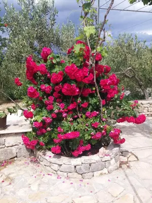 Vrt u objektu Holiday Home Ruža