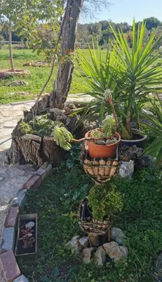 Vrt u objektu Hvar Mediterranean Ranch House
