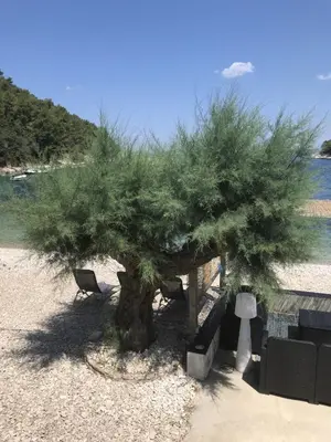 Priroda u blizini vila