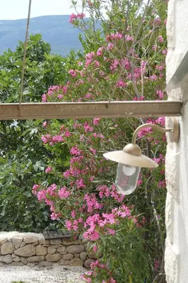 Vrt u objektu Holiday house with a parking space Lokva Rogoznica, Omis - 18247
