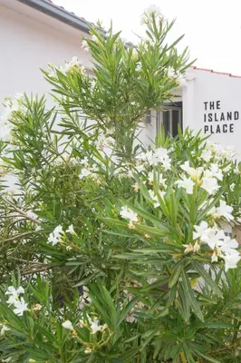 Vrt u objektu The Island Place