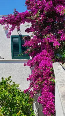 Vrt u objektu Apartman Filis