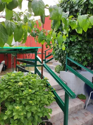 Vrt u objektu Green Oasis