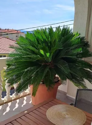 Balkon ili terasa u objektu Apartmani ANITA