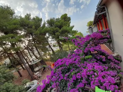 Vrt u objektu HOUSE-APARTMENTS ELA -MIRCA- FAMILY HOLIDAY