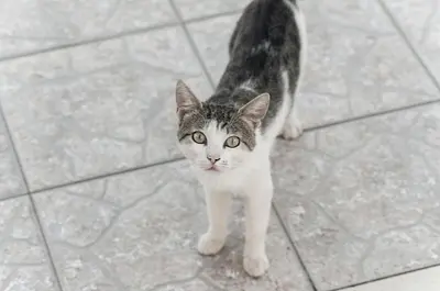 Ljubimac ili ljubimci u objektu House Vinka