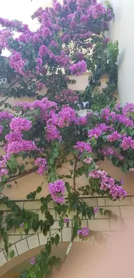 Vrt u objektu Apartman Nikolić 1