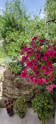Vrt u objektu A Charming Oasis In The City Heart 2