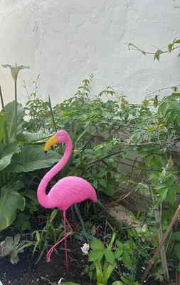 Životinje u apartmanu ili u blizini